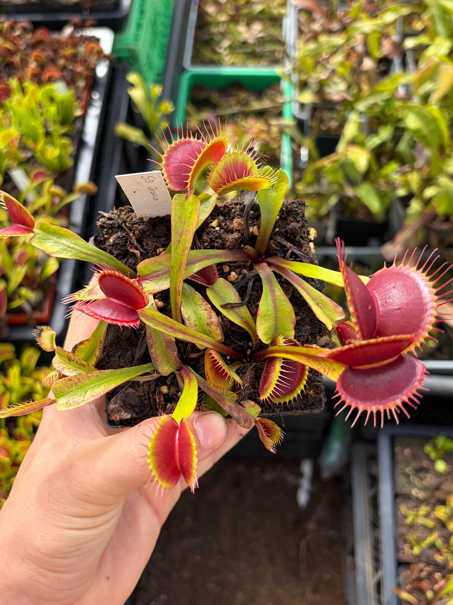 Dionaea muscipula 'SD Draco'