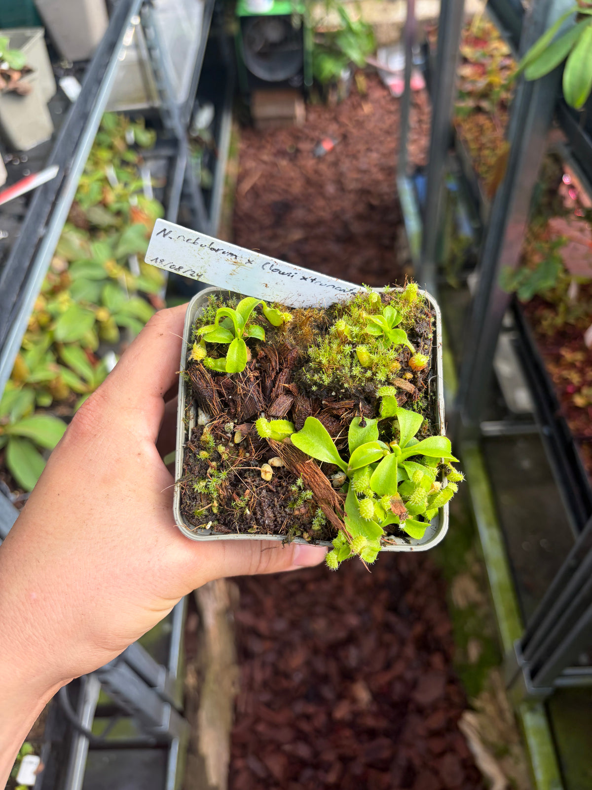 Nepenthes nebularum x (lowii x truncata) (whole pot of seedlings)