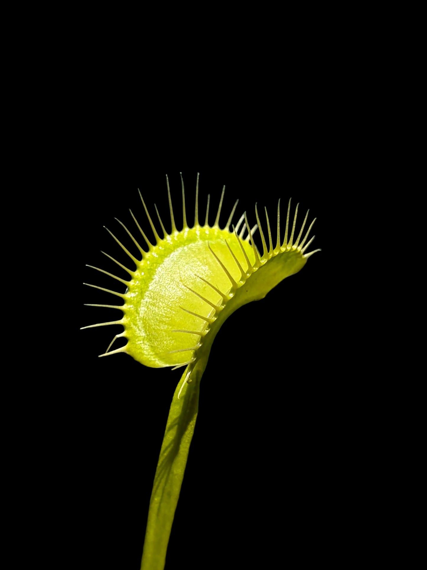 Dionaea muscipula 'G35'