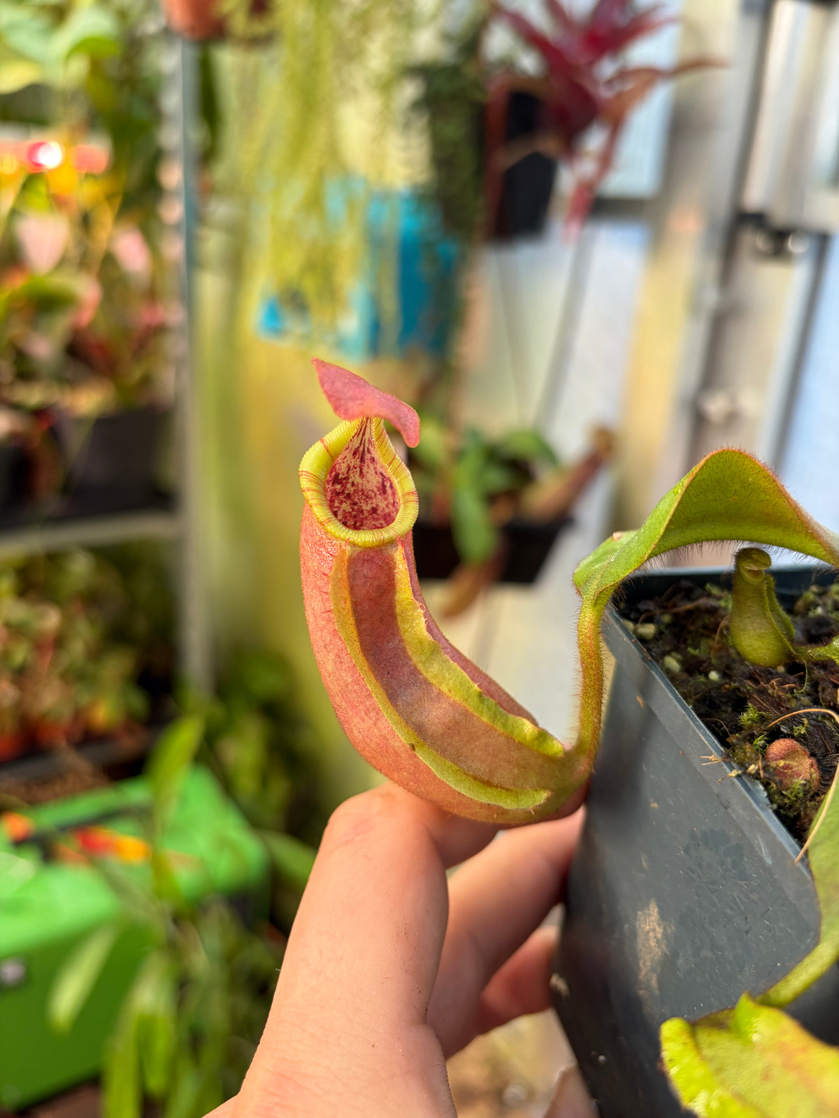 Nepenthes veitchii ‚candy x F2‘ #4 15cm