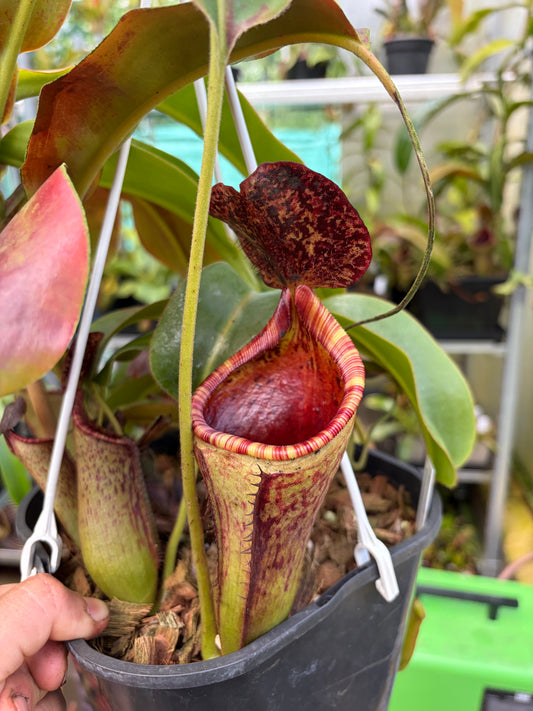 Nepenthes glandulifera x lowii ‚rooted cutting‘