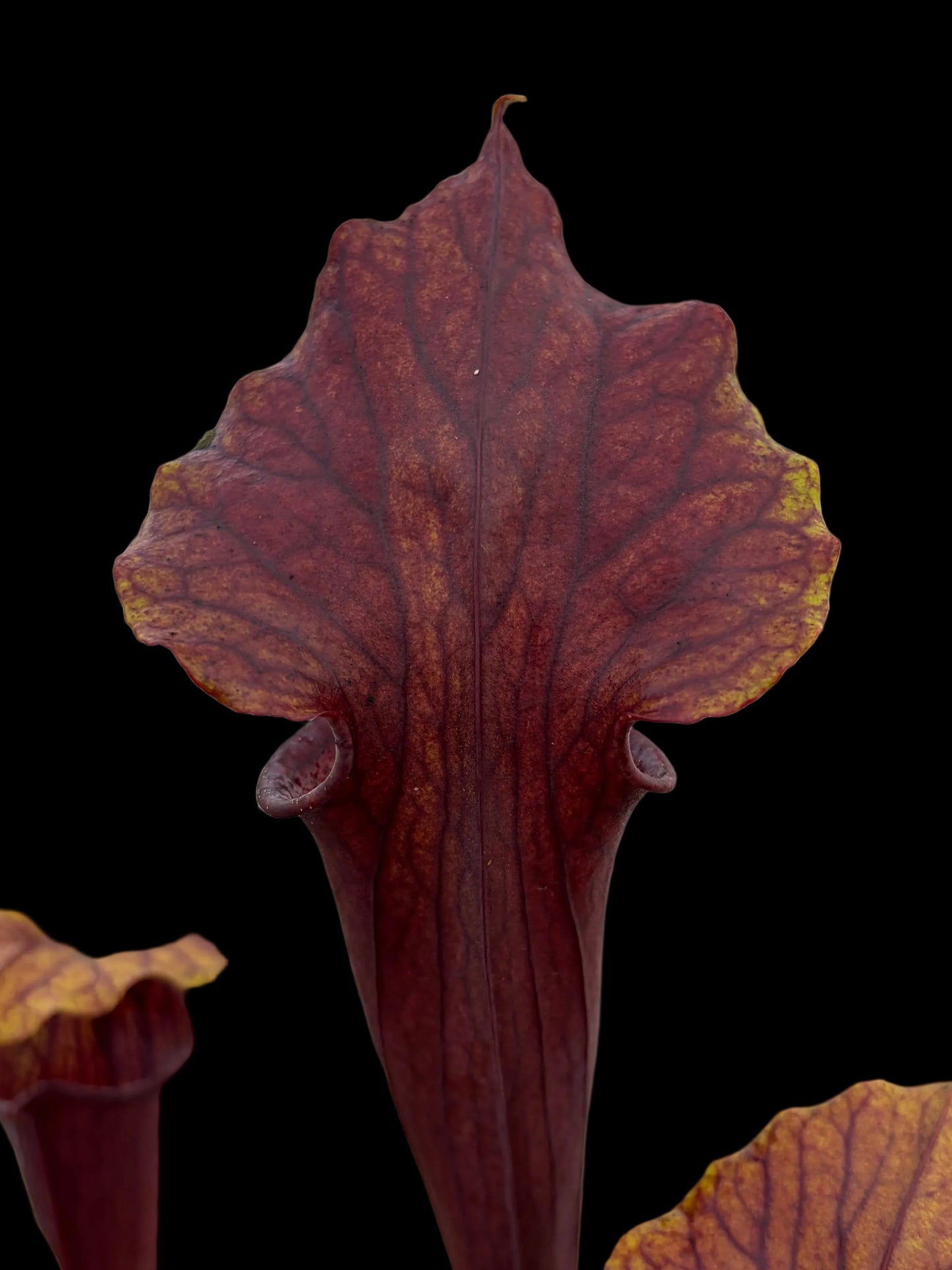 Sarracenia flava 'red tube' x alata 'Red Lid'