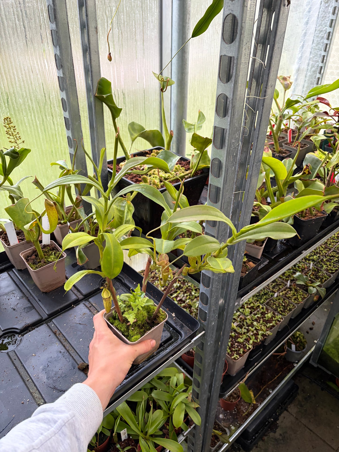 Nepenthes spectabilis x talagensis