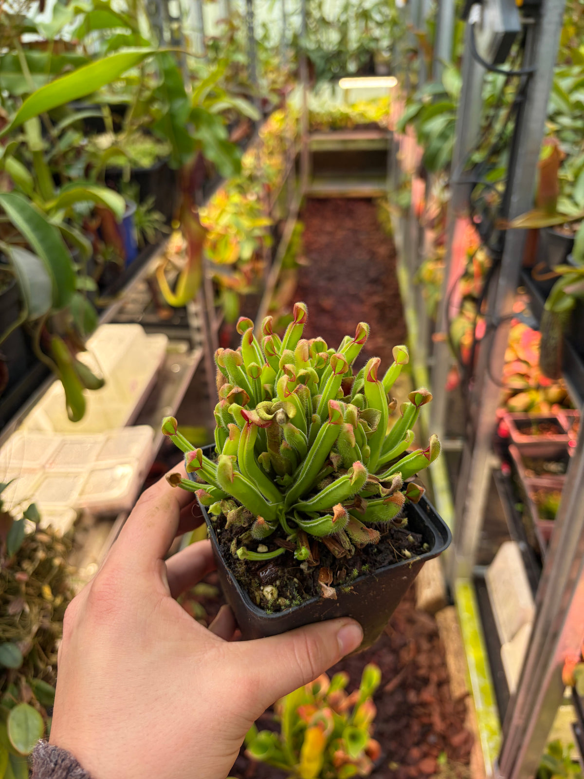 Heliamphora uncinata (plant clump)