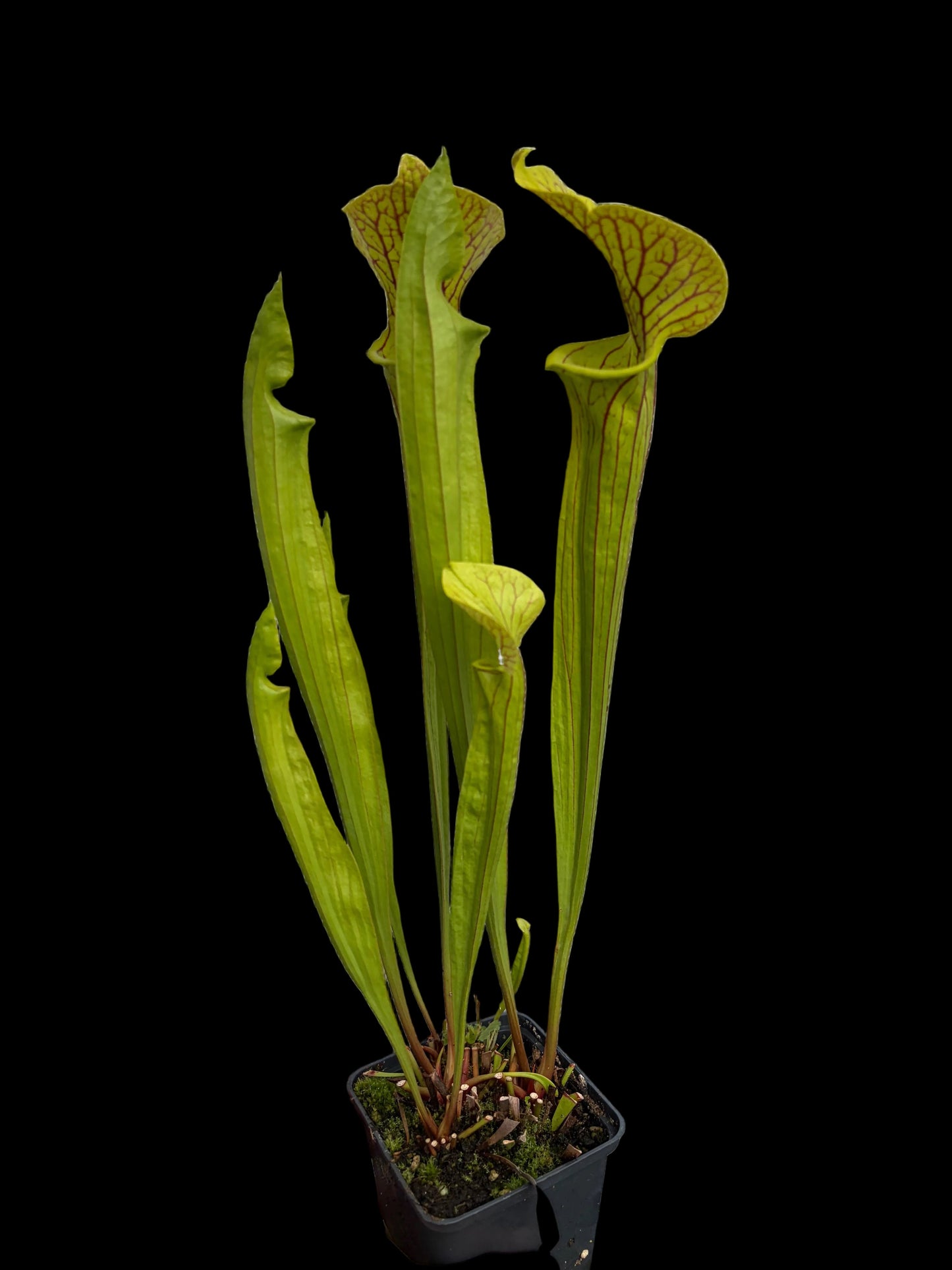 Sarracenia flava var. ornata Improved black veins x self