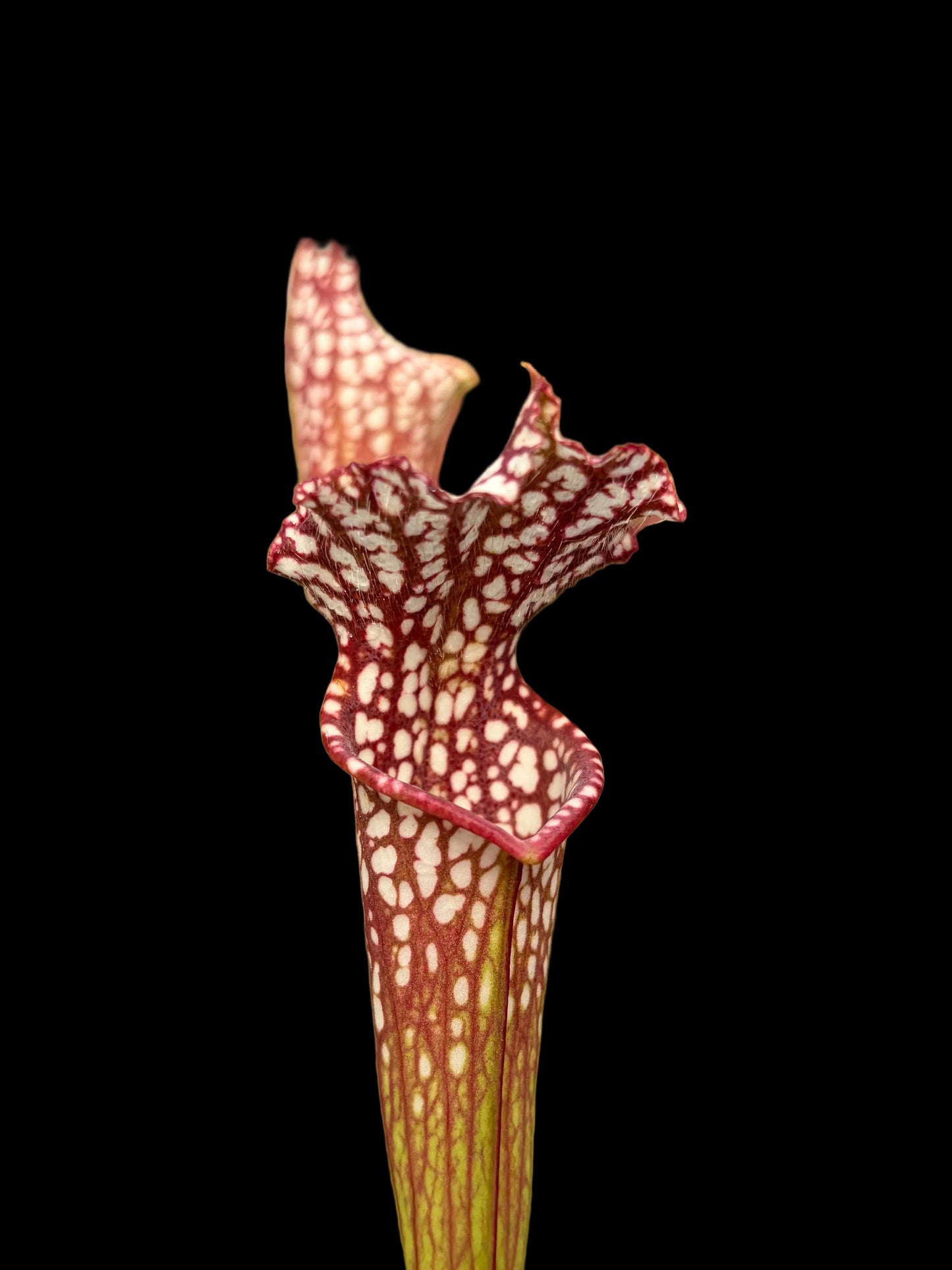 Sarracenia leucophylla L45B MS