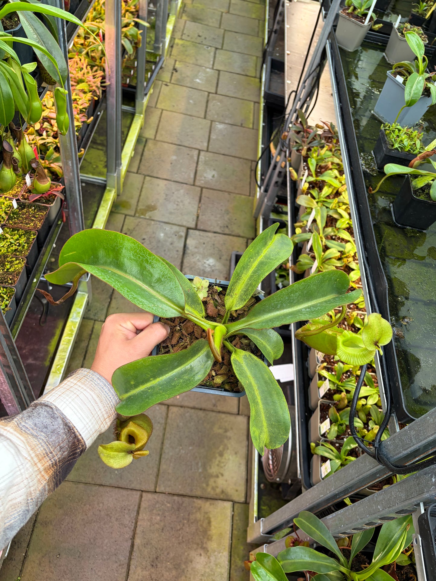 Nepenthes veitchii ‚bario‘ x trusmadiensis 40cm+