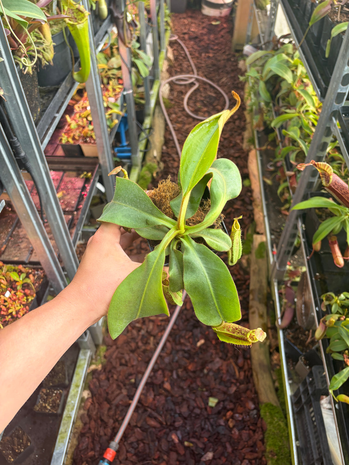 Nepenthes (veitchii x platychila) x mollis