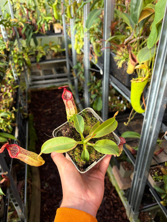 Nepenthes burbidgeae x petiolata 15cm