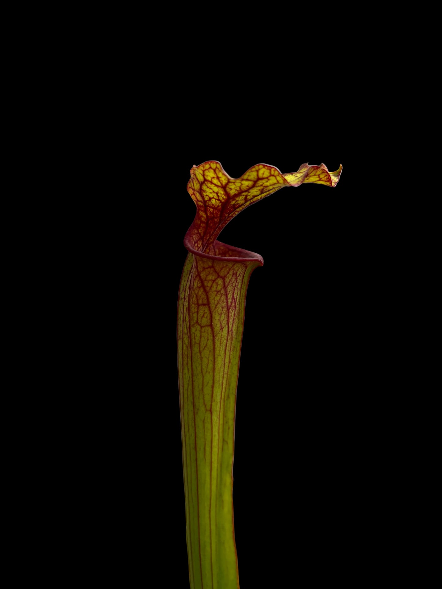 Sarracenia flava hybrid #013