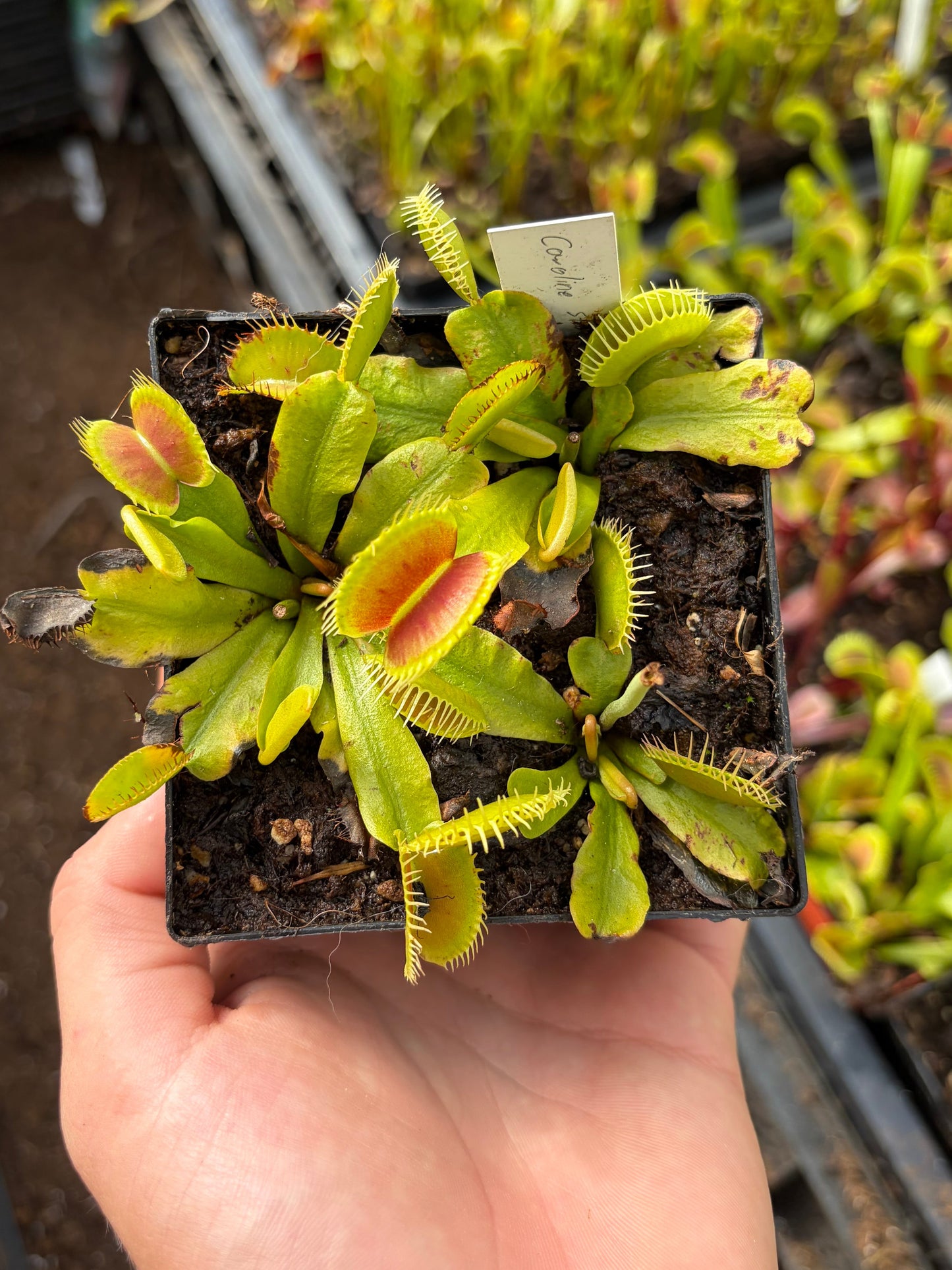 Dionaea muscipula 'Caroline state beach park'