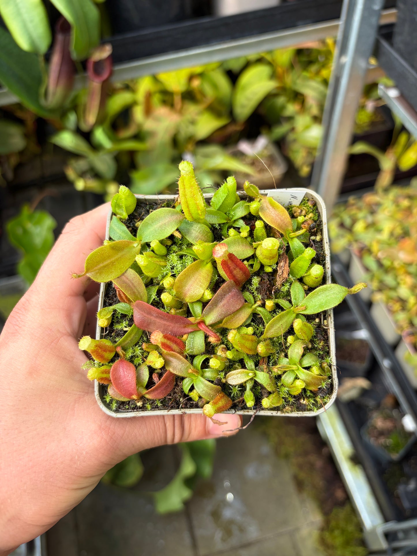Nepenthes veitchii ‚Maliau‘ x ‚candy x yamada‘ 5-7cm