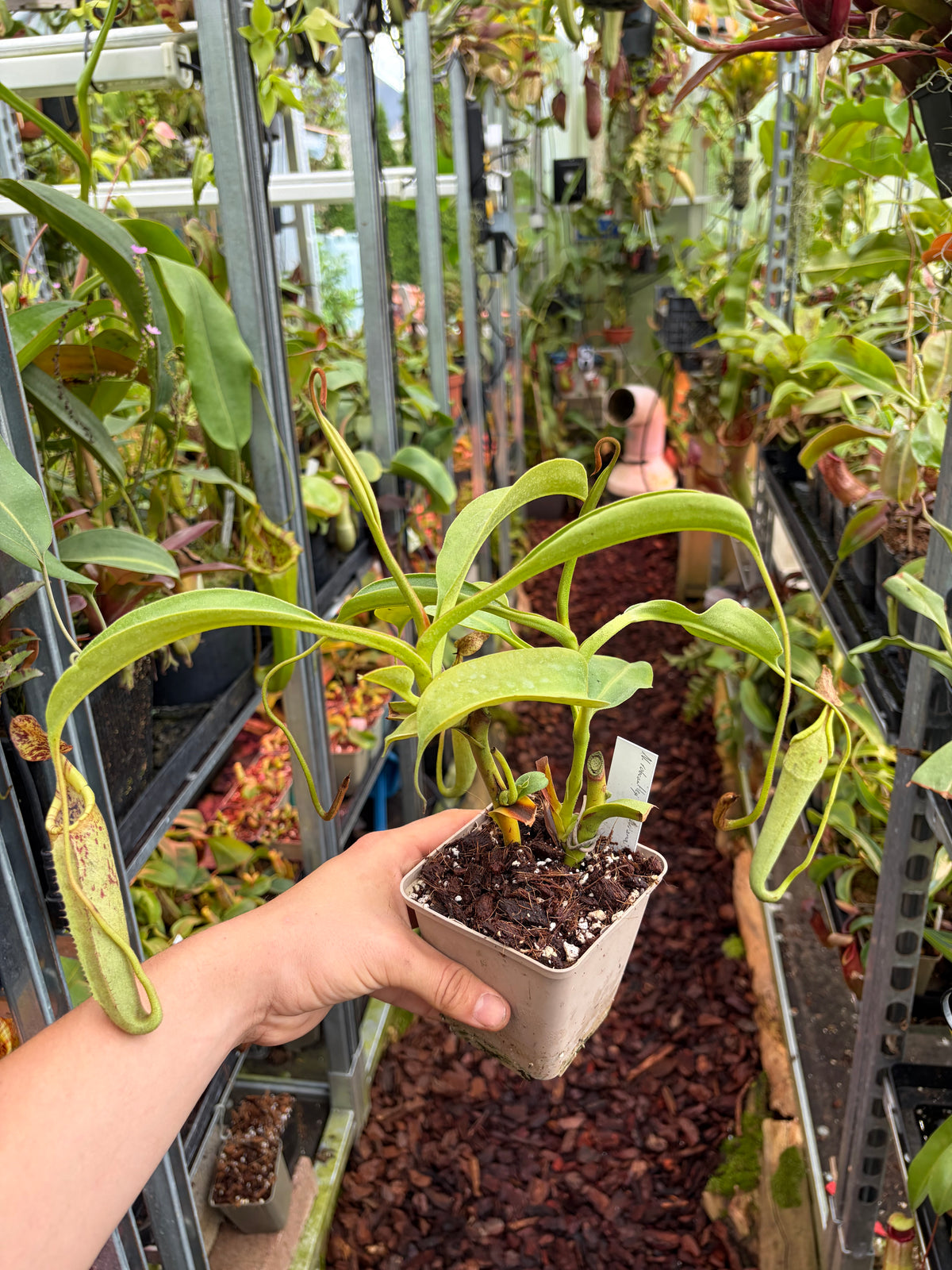 Nepenthes robcantleyi x zakriana