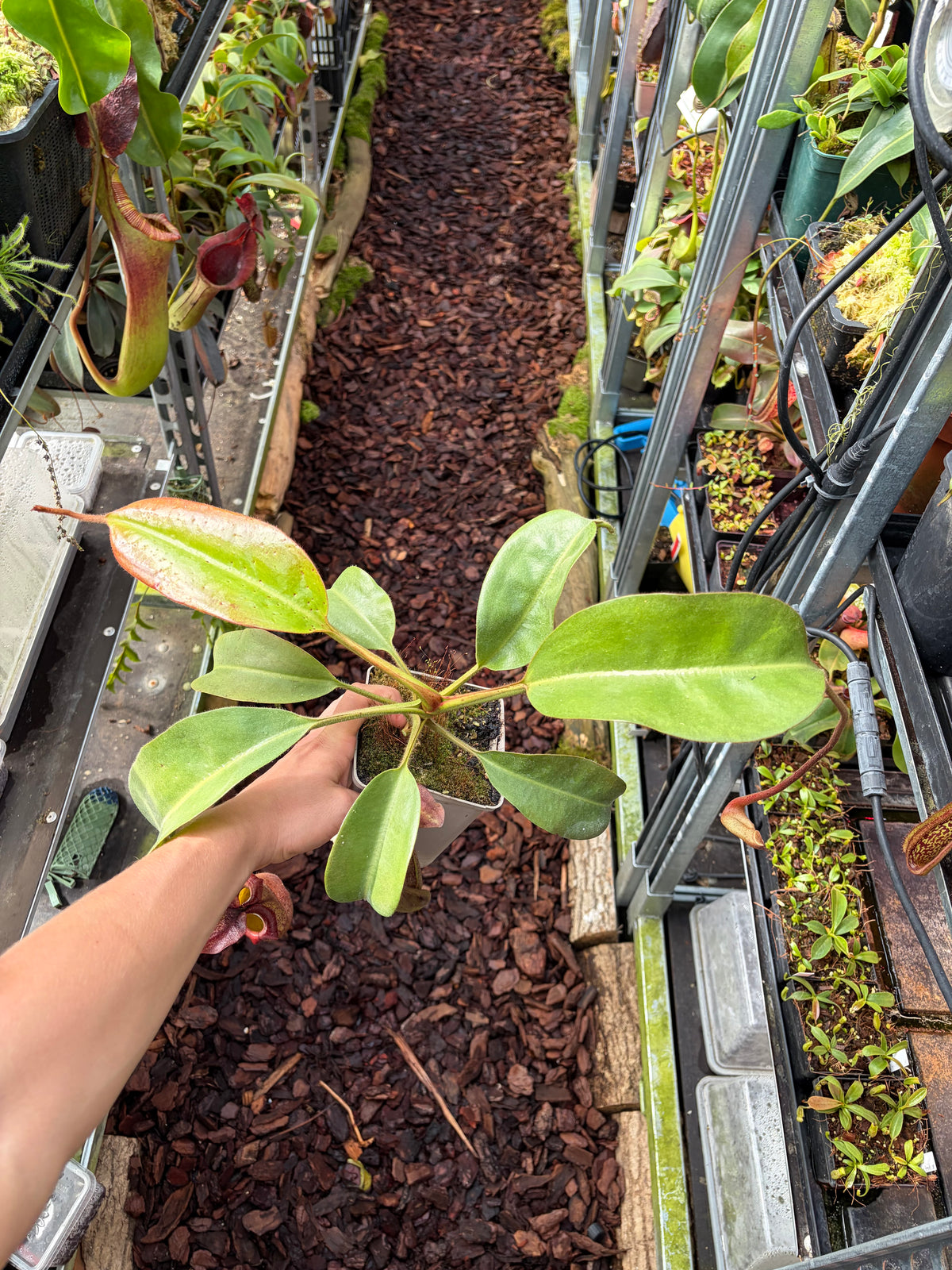 Nepenthes peltata x truncata ‚red flush‘ 40cm
