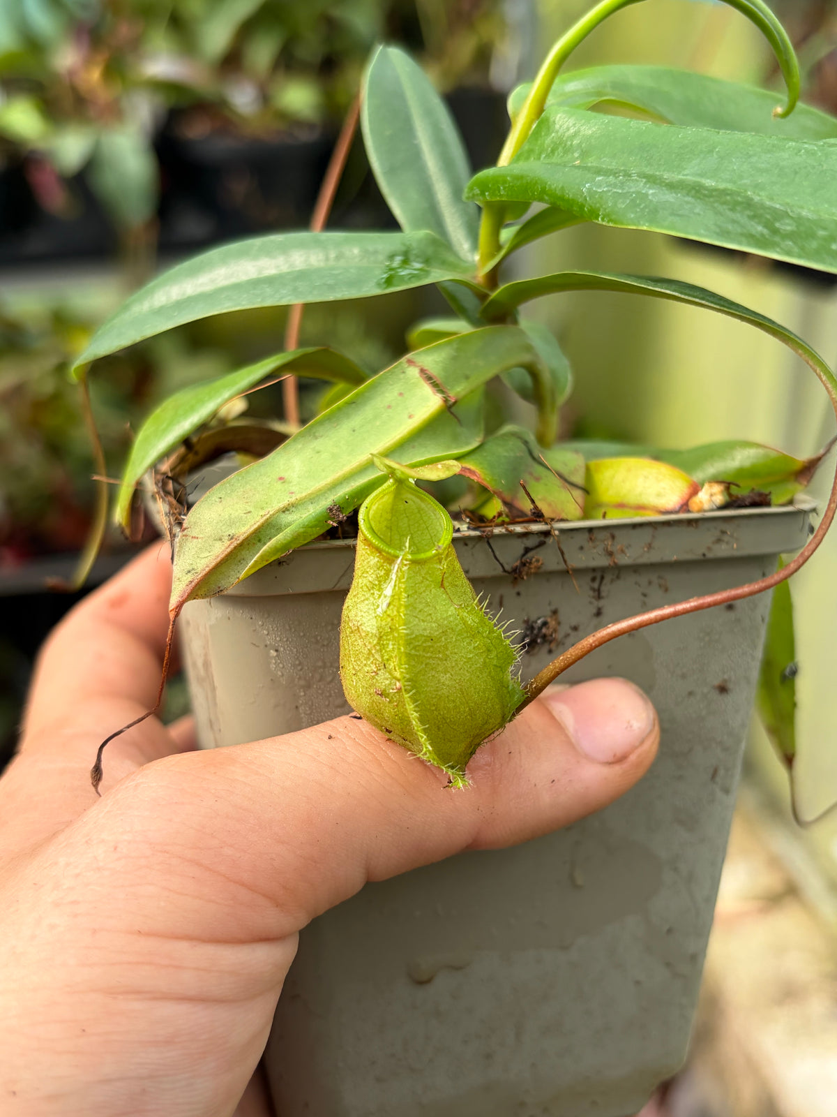 Nepenthes bellii (BE-3026) 15cm