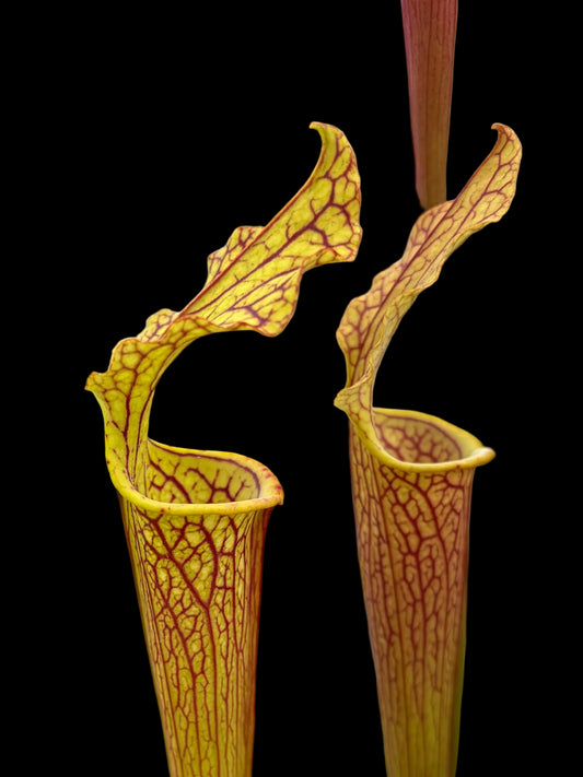 Sarracenia hybrid #003