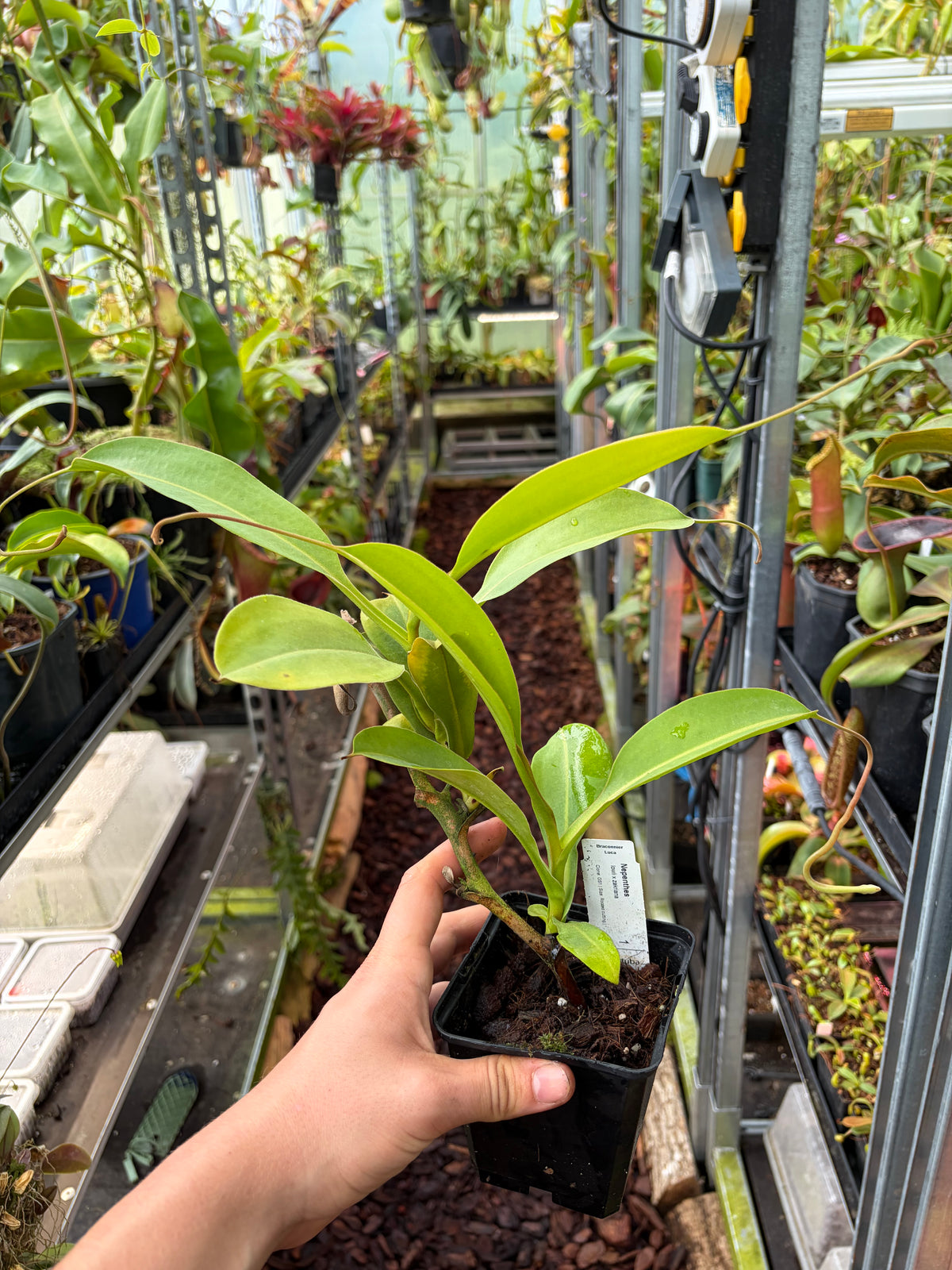 Nepenthes lowii x zakriana ‚rooted cutting‘