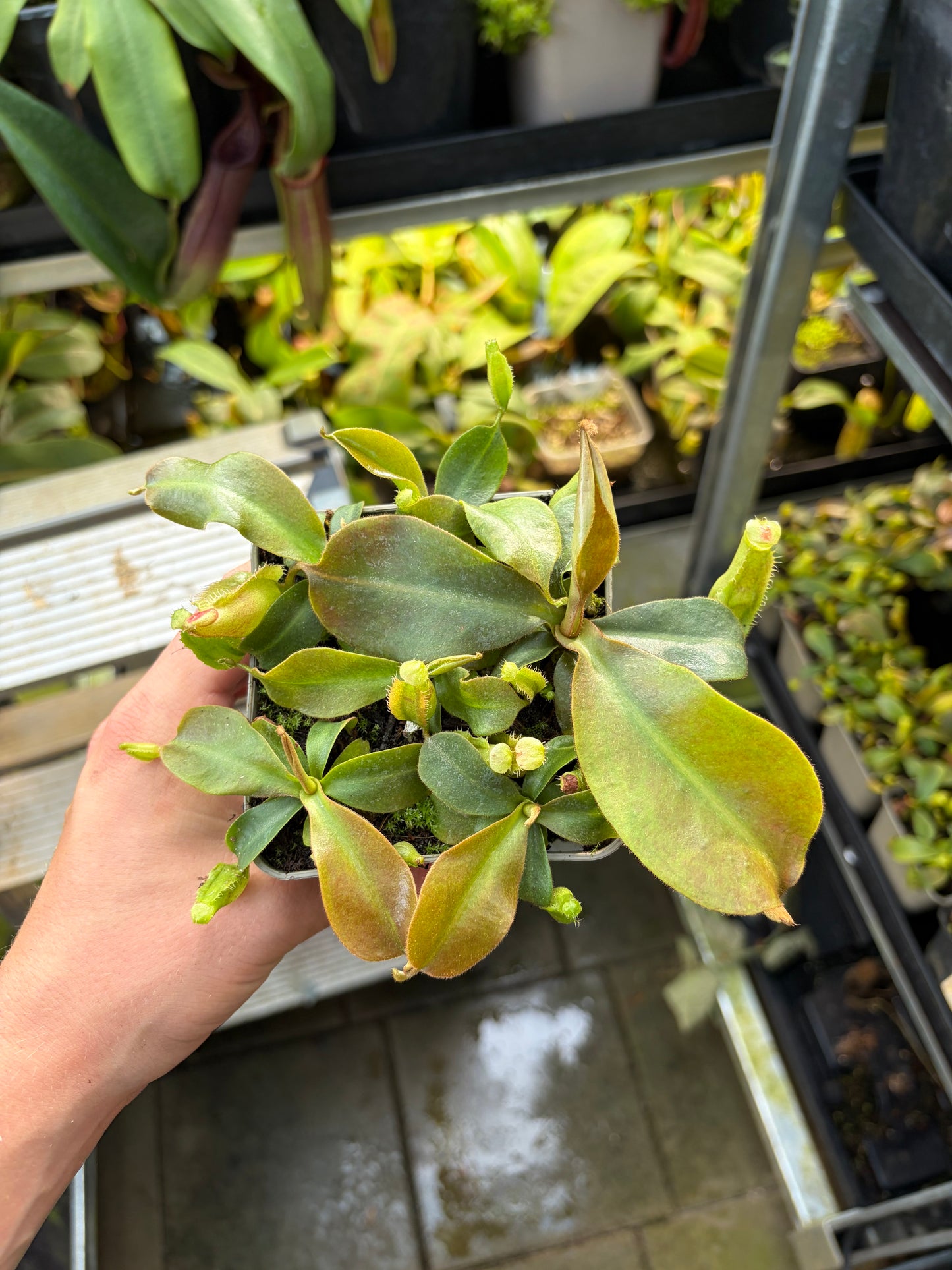 Nepenthes mapuluensis x veitchii 7-10cm