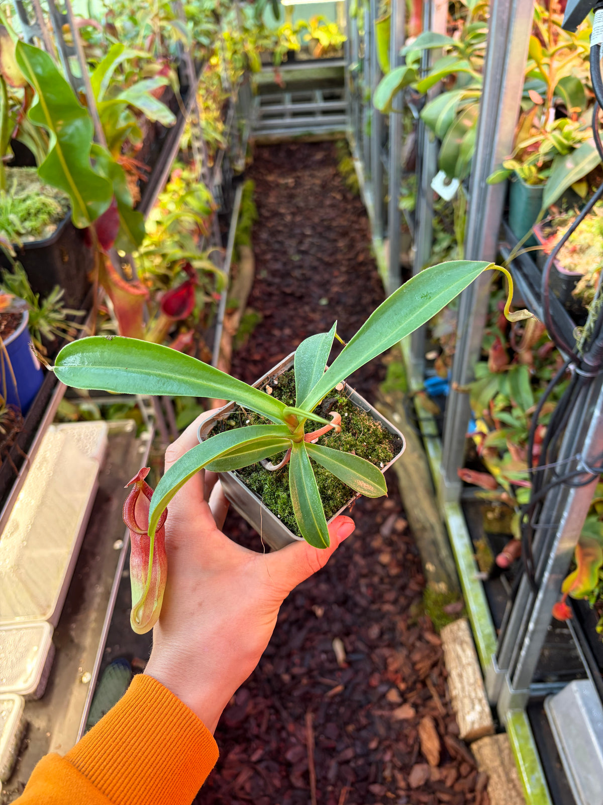 Nepenthes spathulata x dubia (BE-3751) 15cm+