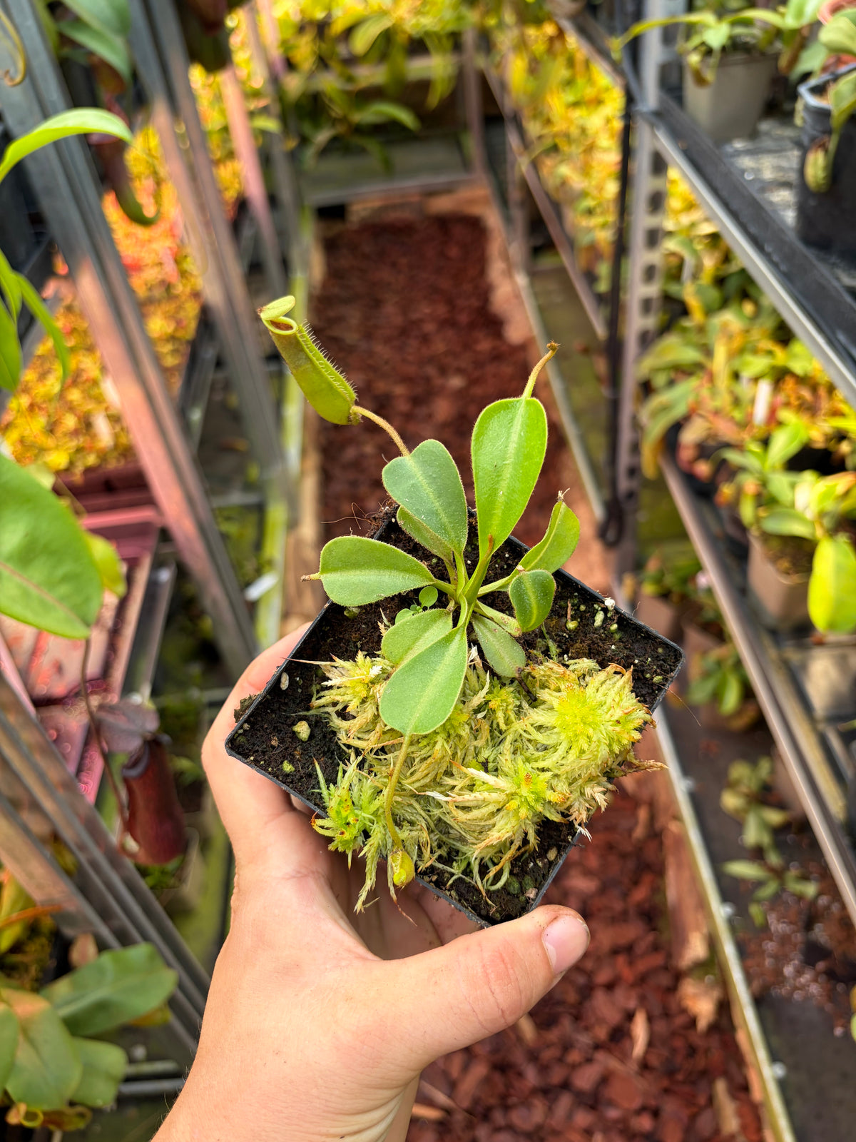 Nepenthes (lowii x veitchii) x lowii ‚Murud‘