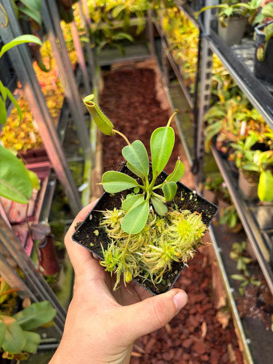 Nepenthes (lowii x veitchii) x lowii ‚Murud‘