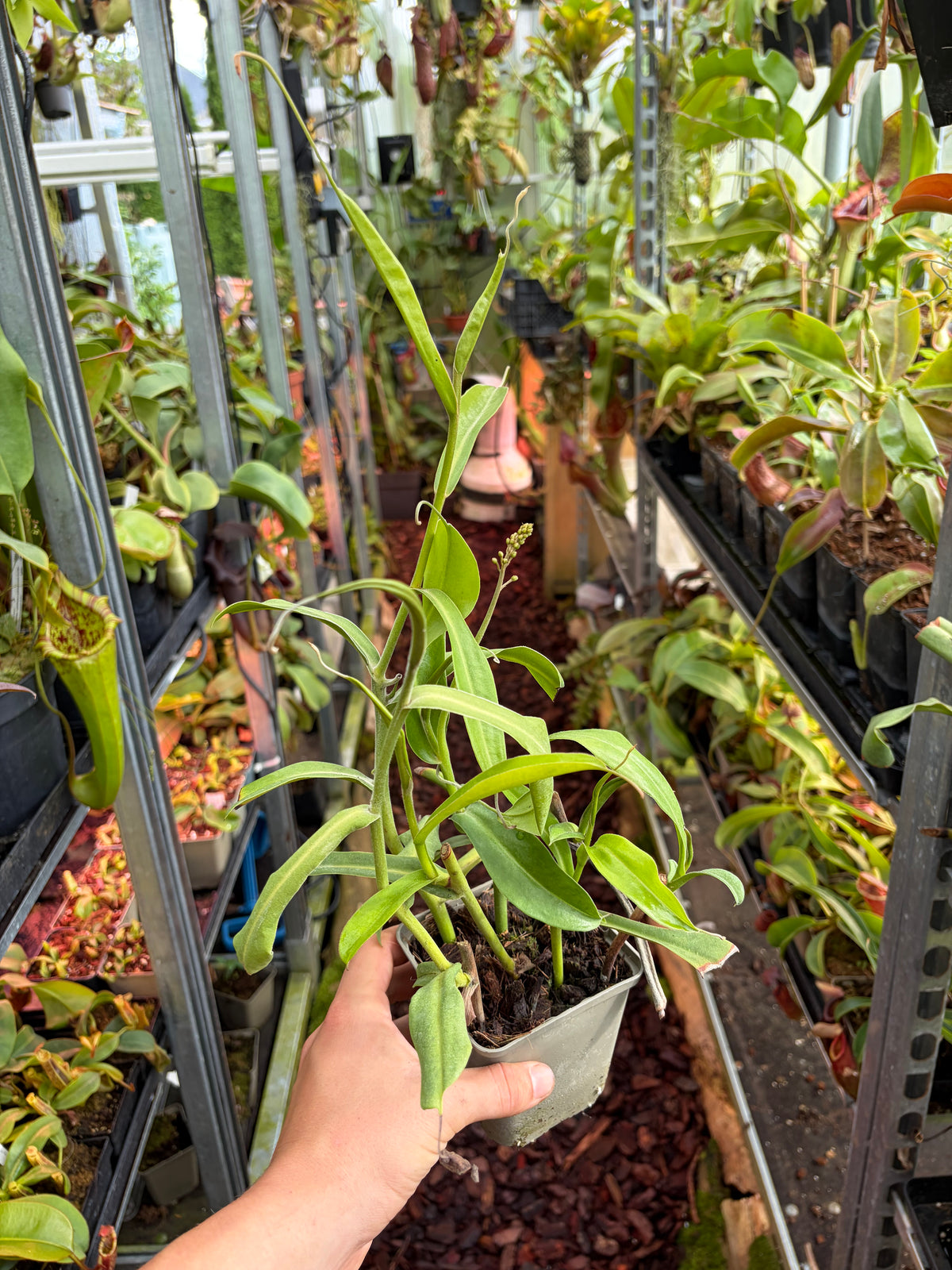 Nepenthes maxima x aristolochiloides ‚female - rooted cutting‘