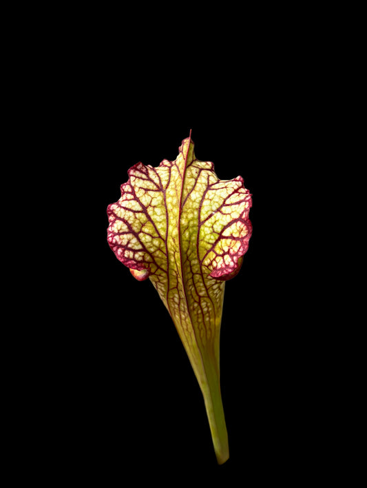 Sarracenia x Lynda Butt MK H10