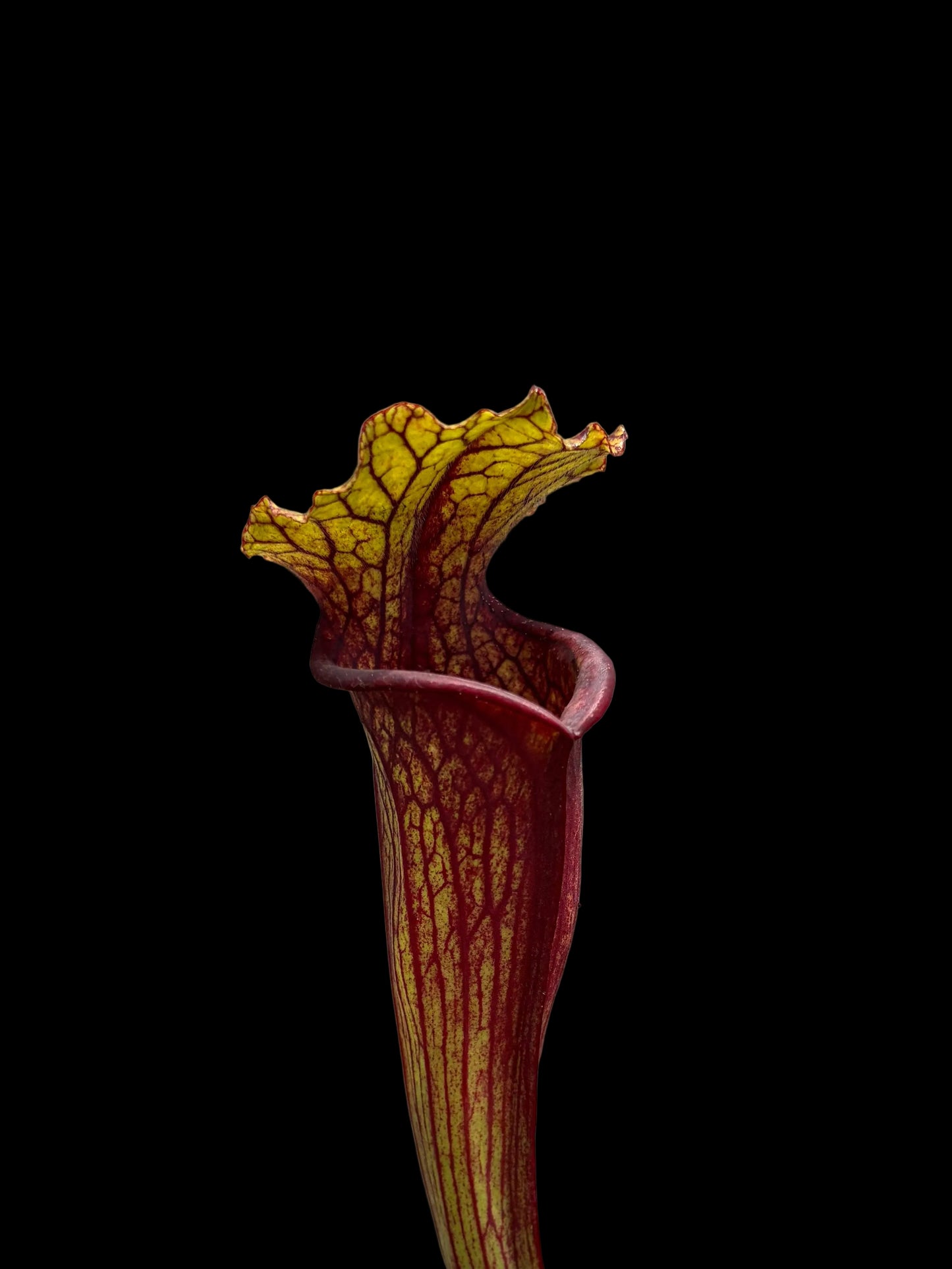 Sarracenia hybrid #006