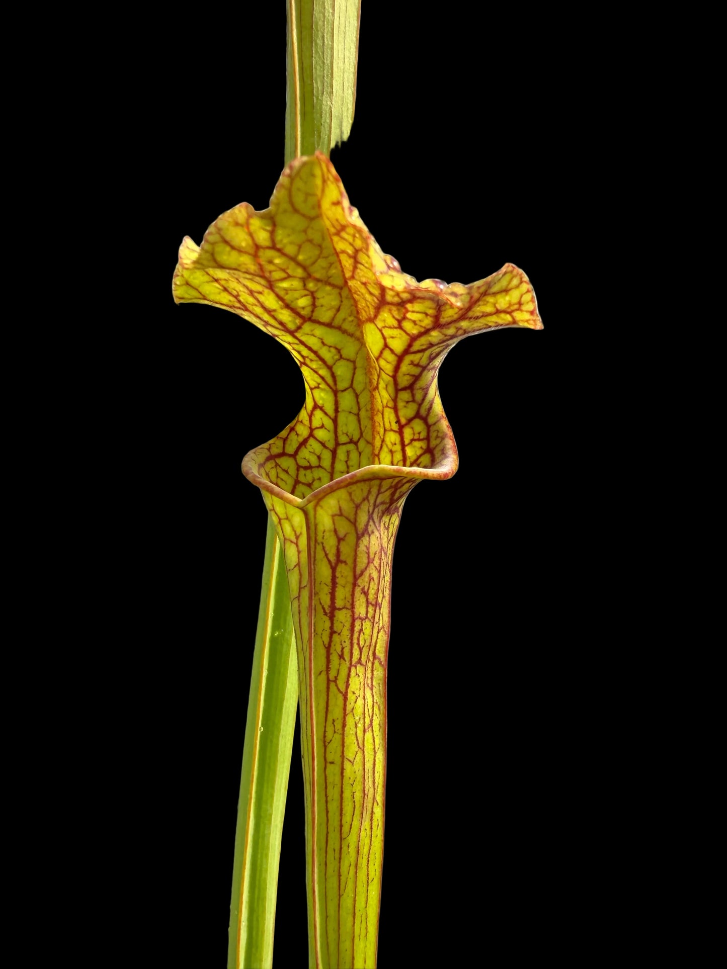 Sarracenia hybrid ‚LB010‘