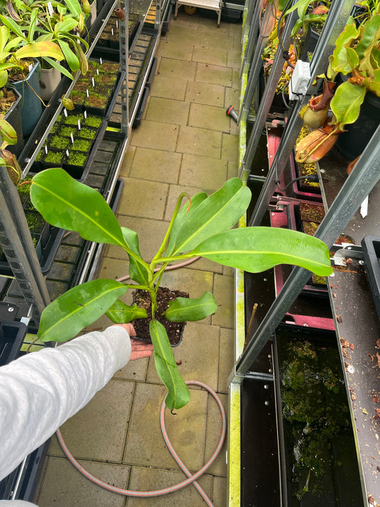 Nepenthes (veitchii x burbidgeae) x (lowii x campanulata EP) 60cm