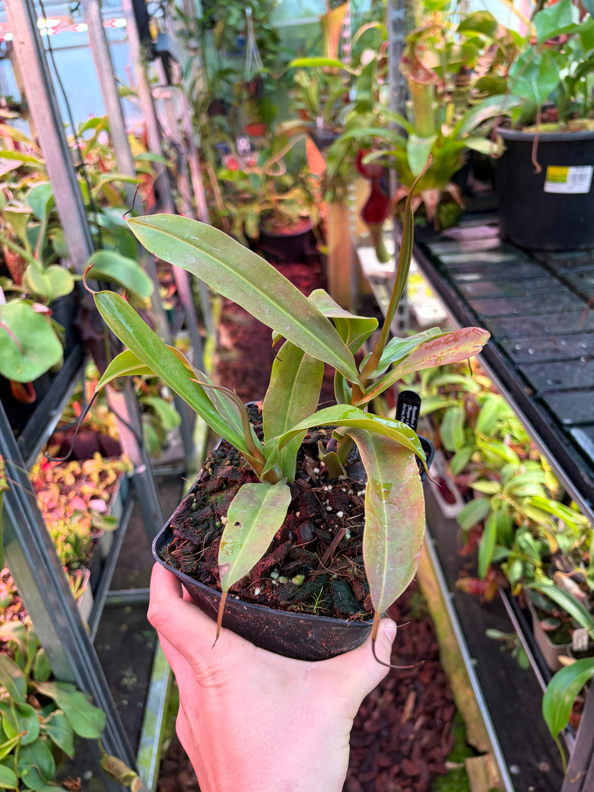 Nepenthes (bongso x inermis) x sibuyanensis ‚2 Growpoints‘