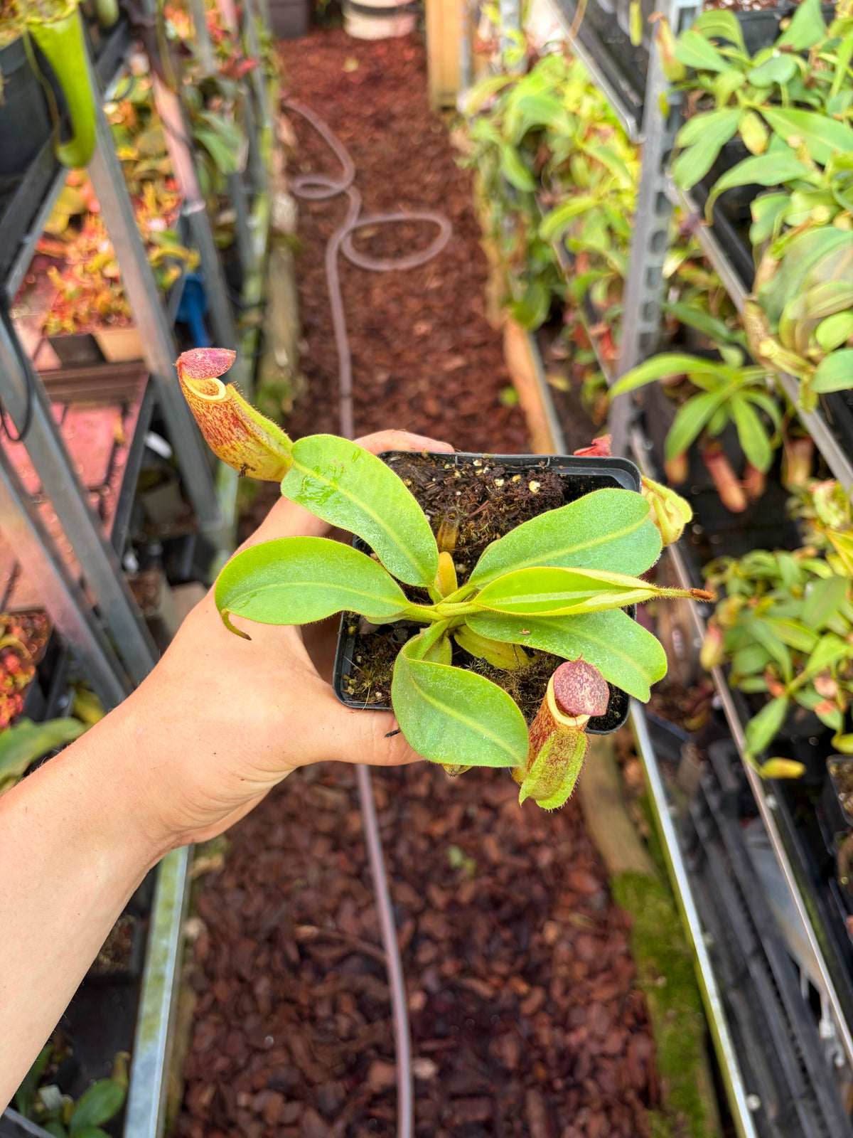 Nepenthes veitchii ‚Murud‘ 10-15cm