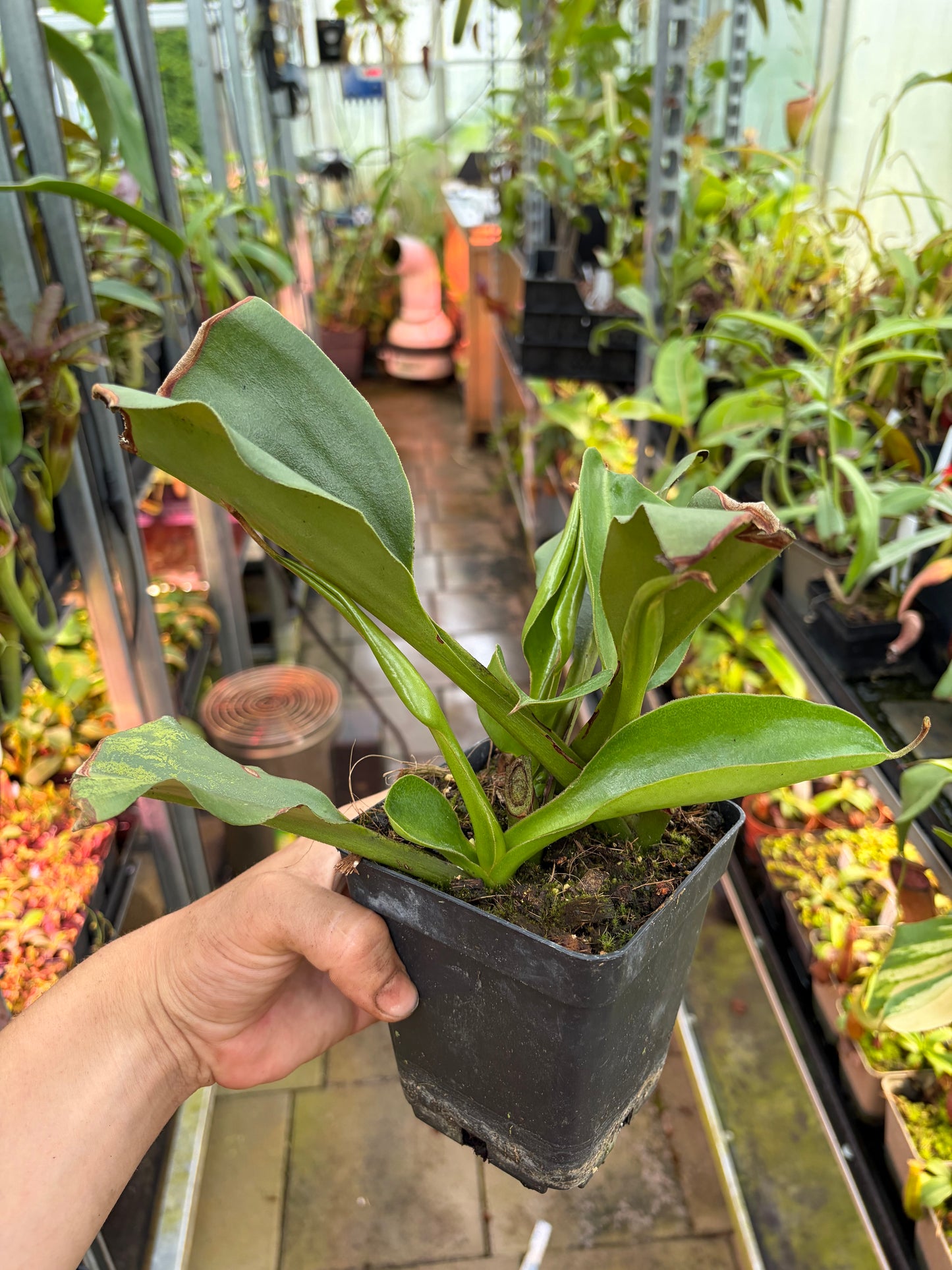 Nepenthes lowii x truncata ‚new grex - rooted cutting‘