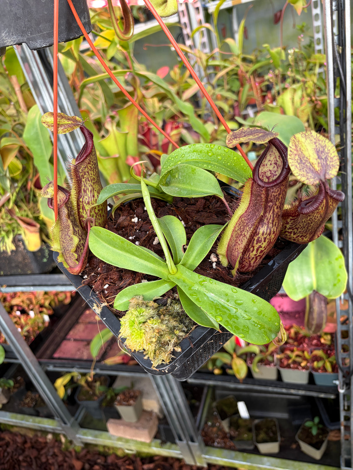 Nepenthes spathulata x hamata (BE-3712)