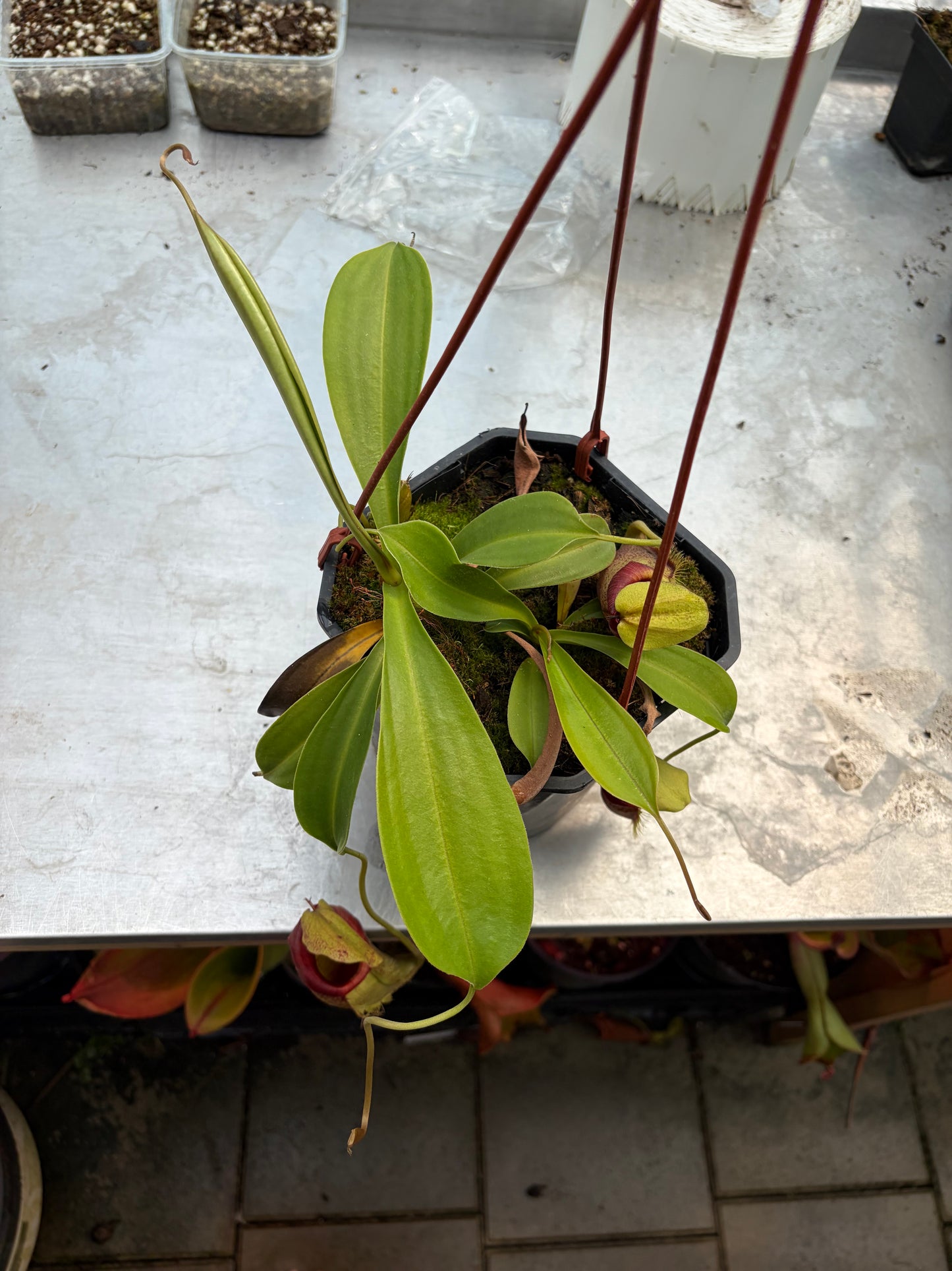 Nepenthes spathulata x flava