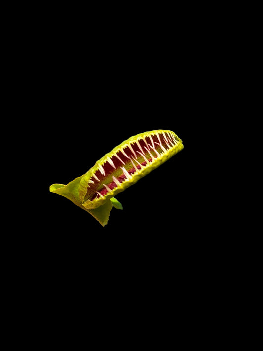 Dionaea muscipula 'GJ Hellcat'