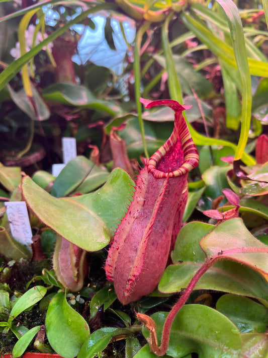 Nepenthes (veitchii ‘candy’ x boschiana) x veitchii ‘candy’ 10cm