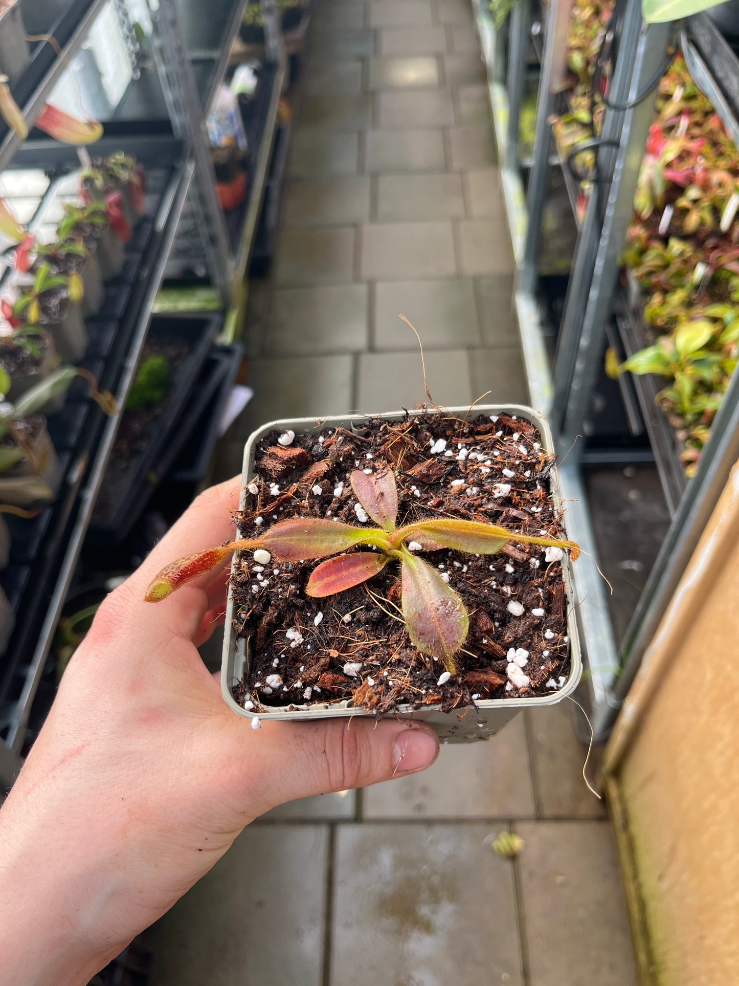 Nepenthes mollis 7cm
