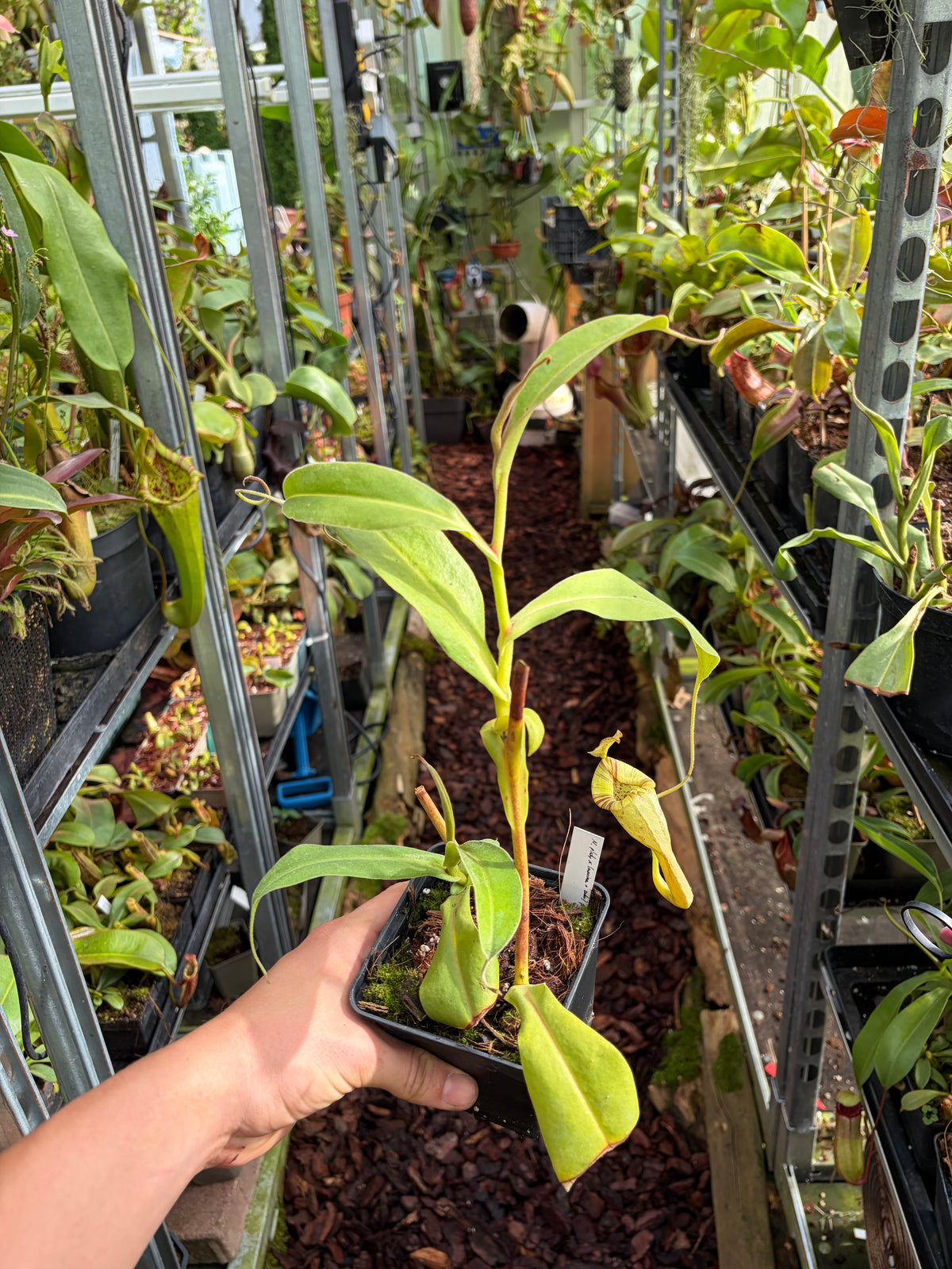 Nepenthes platychila x (maxima x zakriana) ‚rooted cutting‘