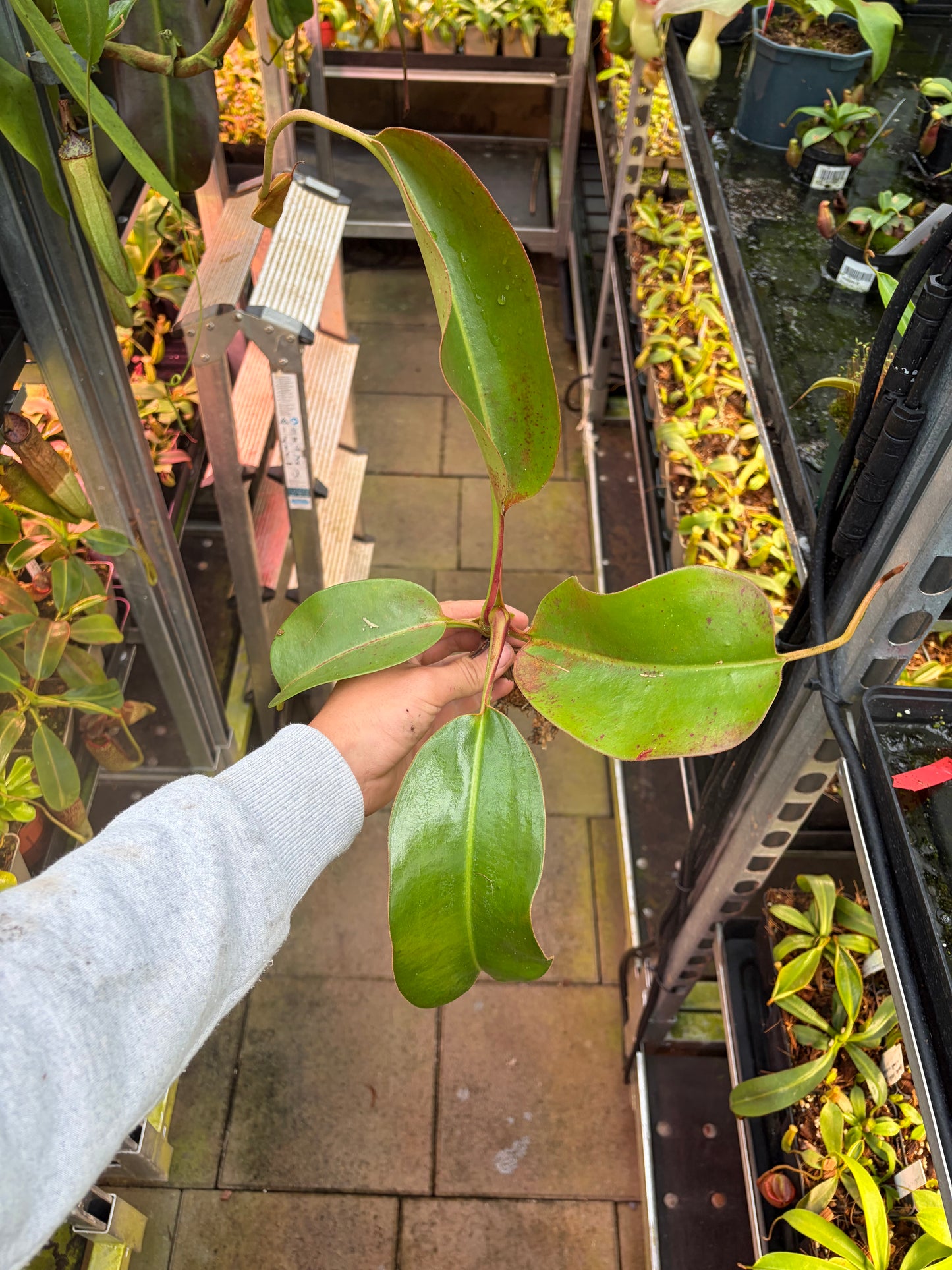 Nepenthes truncata x edwardsiana EP 40cm+
