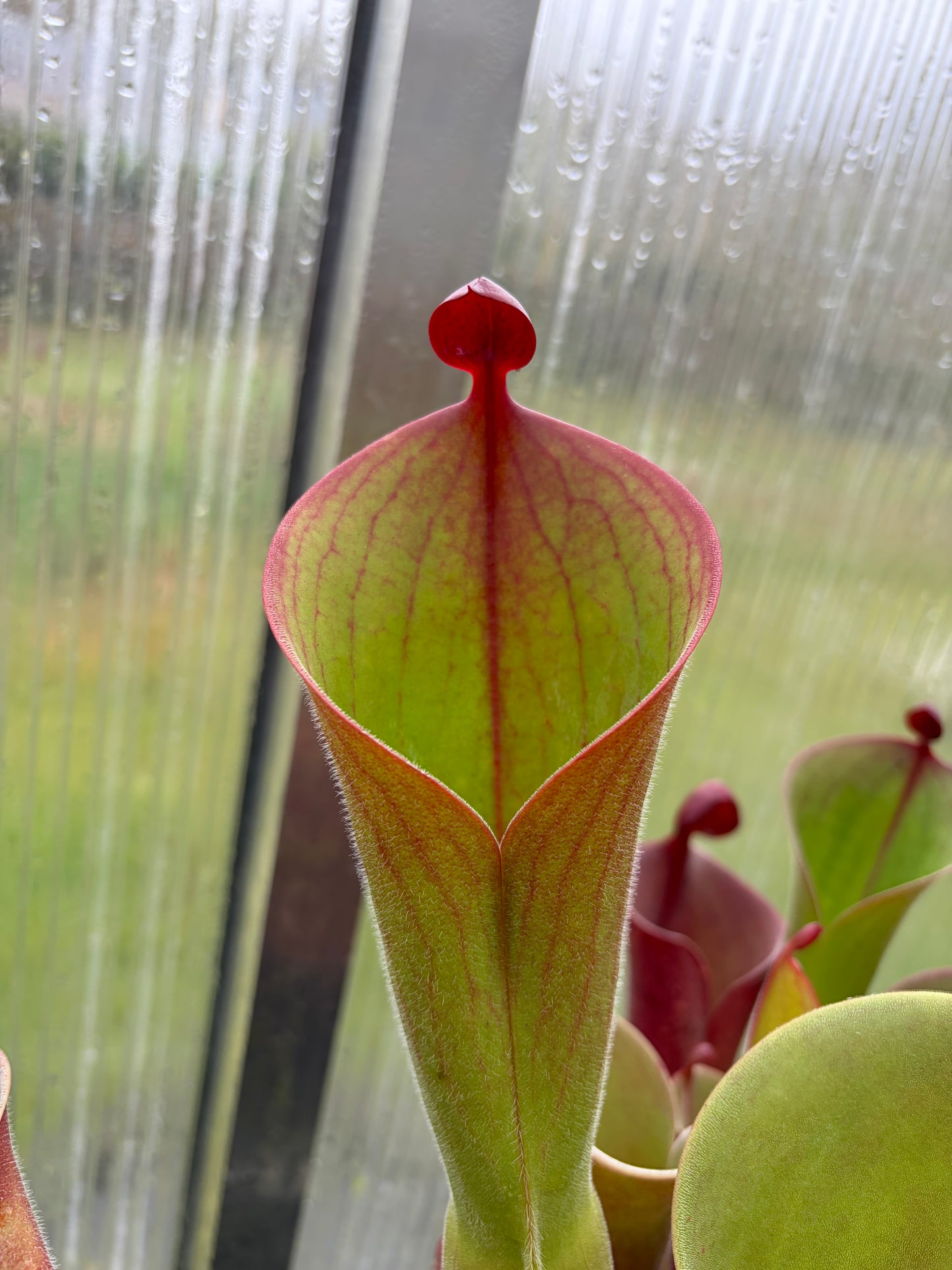 Heliamphora parva (extremely hairy) x minor var. pilosa (Luna) #2