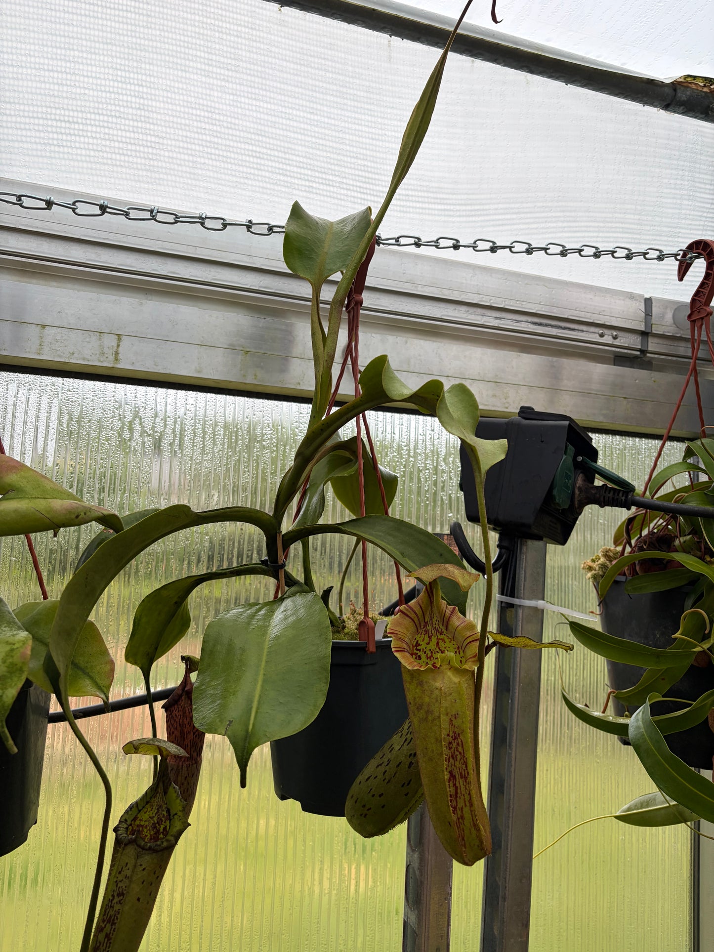 Nepenthes robcantleyi x platychila