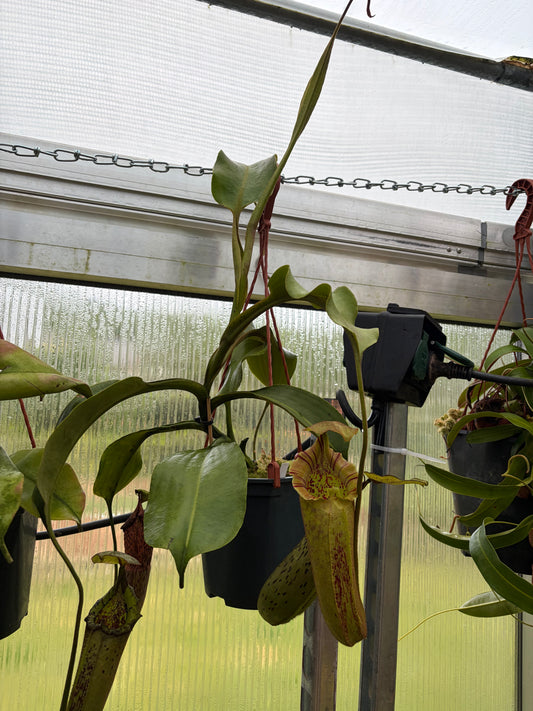 Nepenthes robcantleyi x platychila