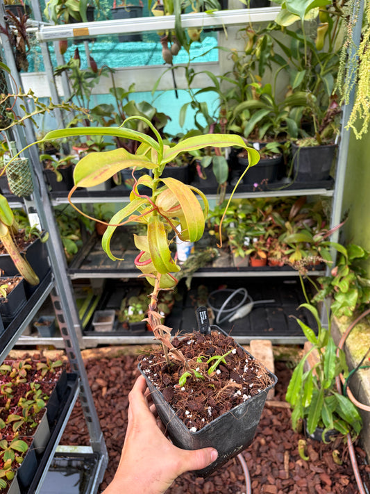 Nepenthes ventricosa