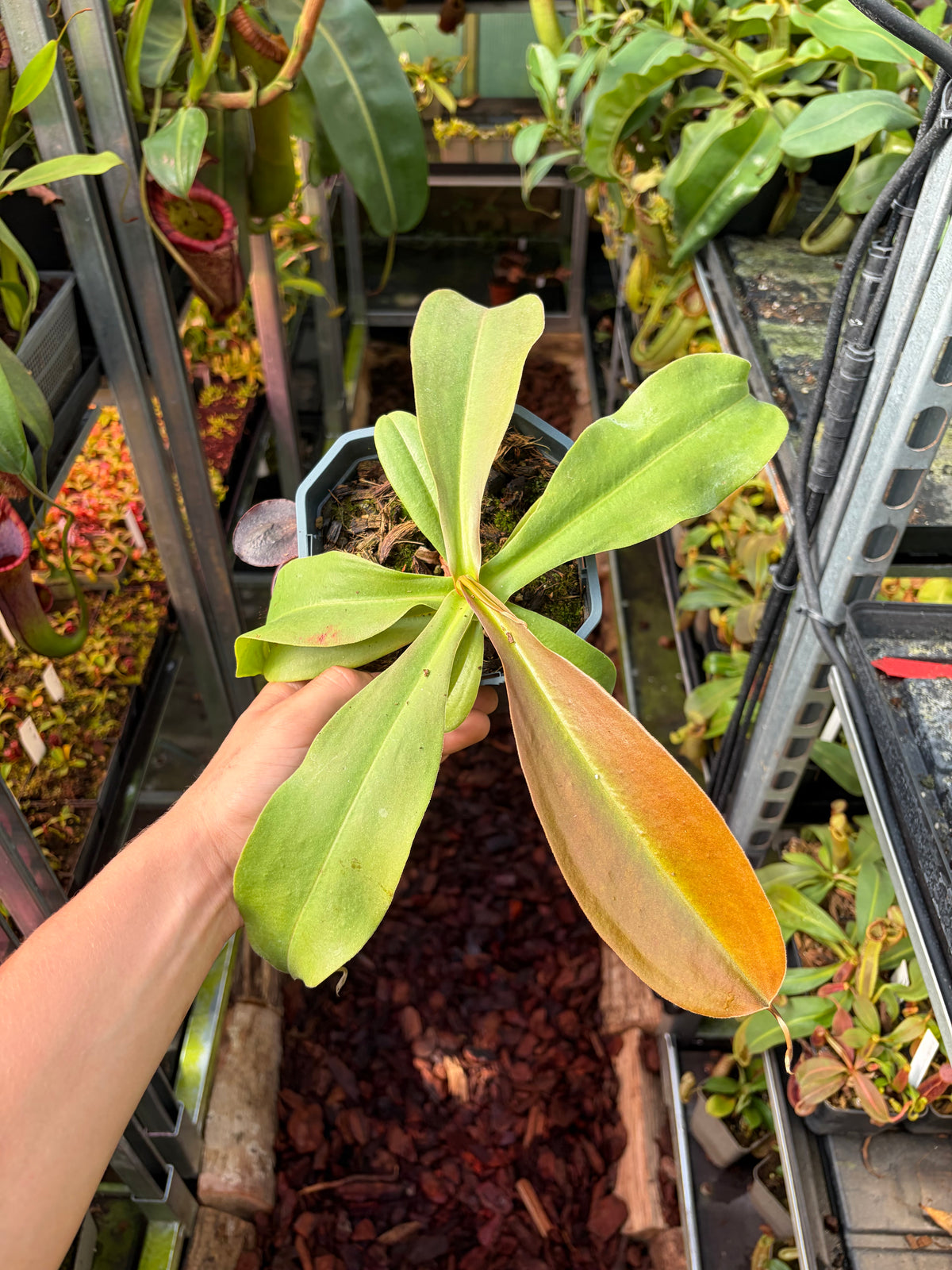 Nepenthes naga ‚seedgrown‘ 30cm+