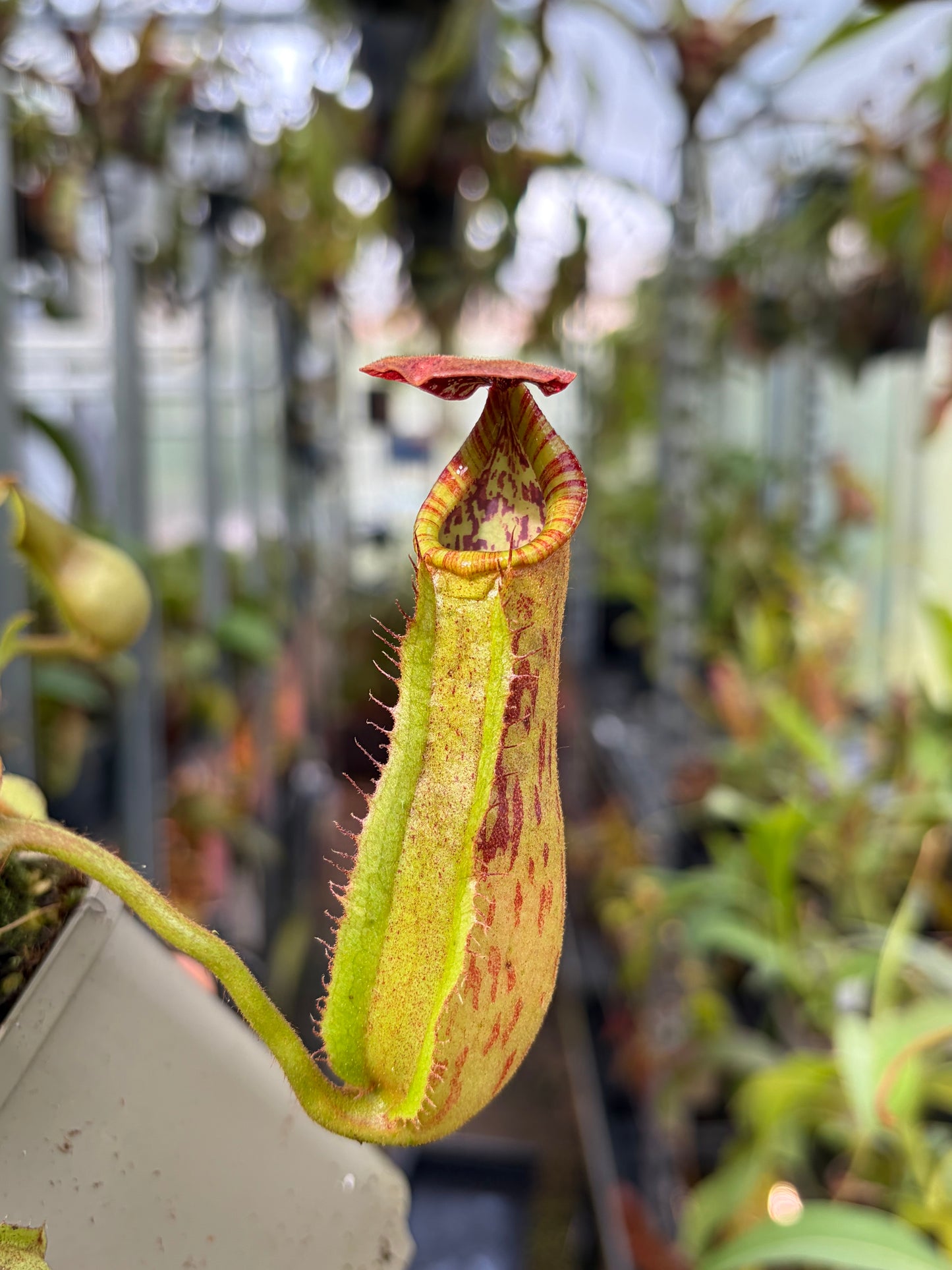 Nepenthes veitchii ‚candy‘ x boschiana 15-20cm