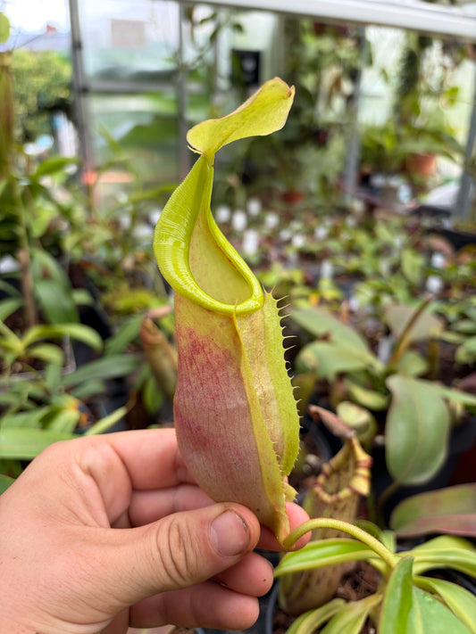 Nepenthes (adnata x spathulata) x veitchii ‚Bario‘ 15cm+