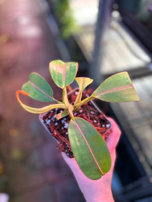 Nepenthes burbidgeae x glandulifera 20cm