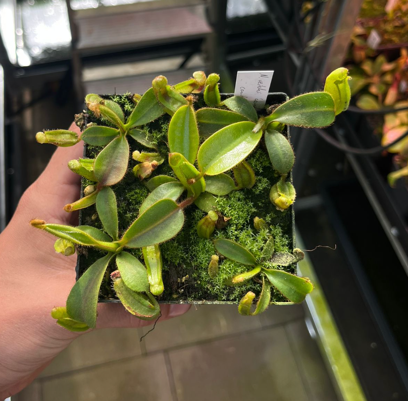 Nepenthes veitchii 'candy x F2' 7cm