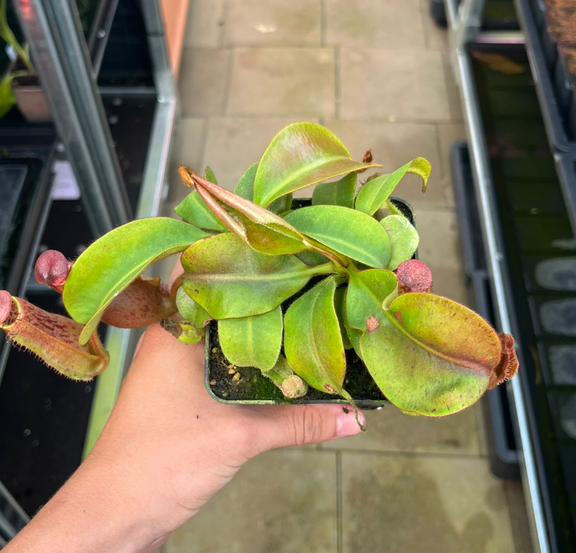 Nepenthes (eymae x clipeata) x veitchii 'bonbon' 10-15 cm